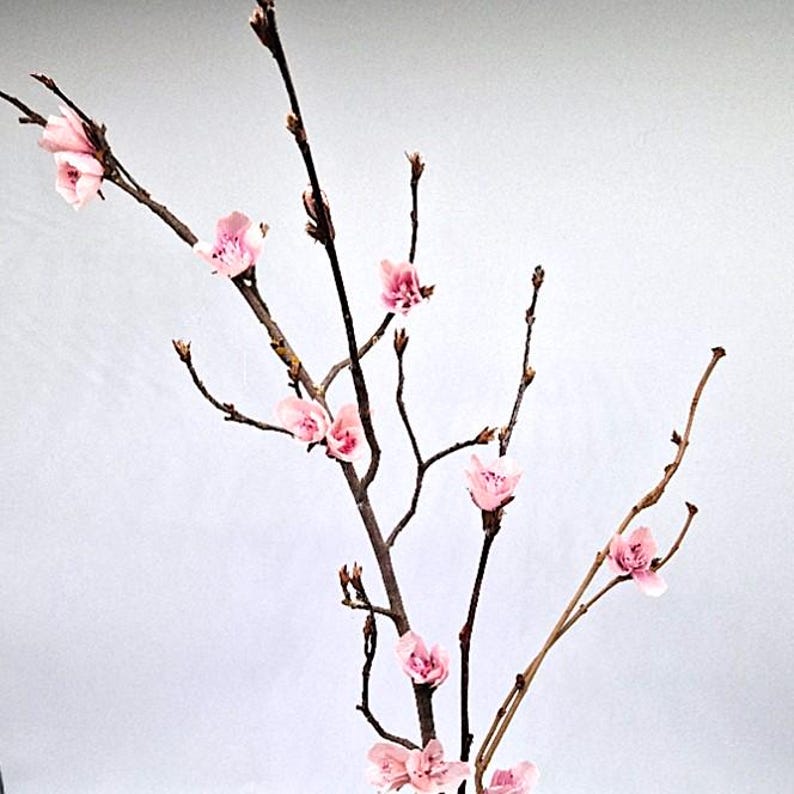 Kirschblüten DIY Kit aus Krepppapier, 4 Zweige oder 75 Blüten, 5 Farben